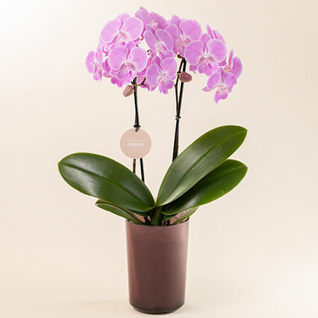 【eギフト対応】母の日　鉢植え「胡蝶蘭　ビックリップキティ」