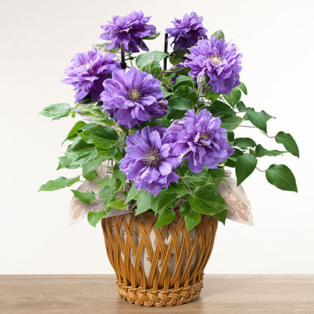 母の日　鉢植え「八重咲きクレマチス　キリテカナワ」