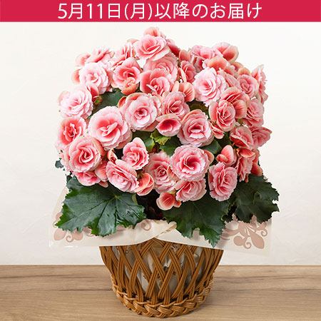 母の日　鉢植え「バラ咲きベゴニア　ボリアス」