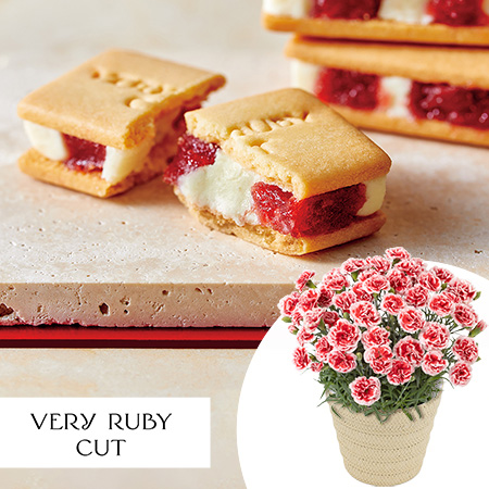 母の日　鉢植えセット「VERY RUBY CUT　いちごミルクサンド」