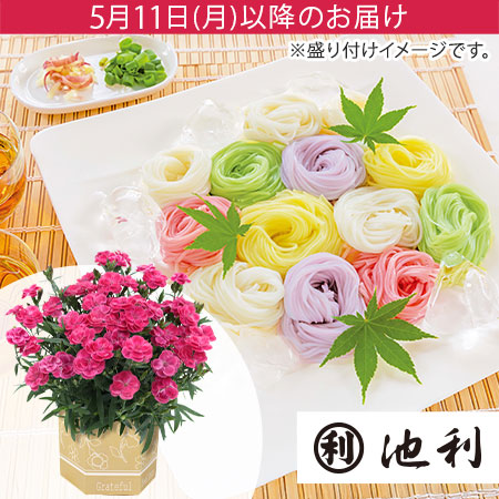 母の日　鉢植えセット「池利　手延三輪そうめん色撫子」