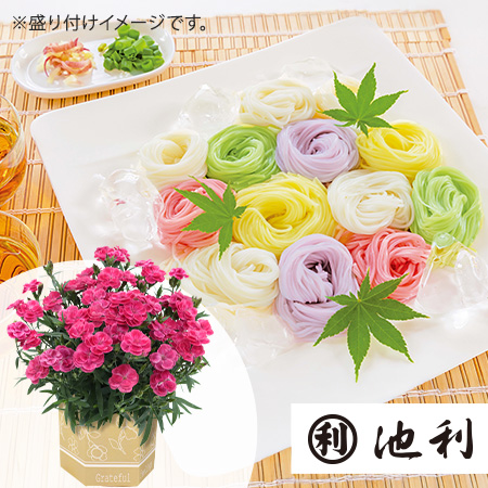 母の日　鉢植えセット「池利　手延三輪そうめん色撫子」