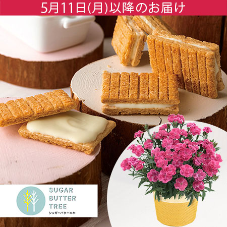 母の日 鉢植えセット「シュガーバターの木　シュガーバターサンドの木」