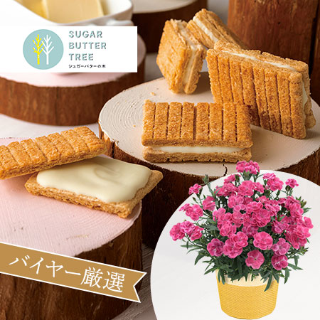 母の日 鉢植えセット「シュガーバターの木　シュガーバターサンドの木」