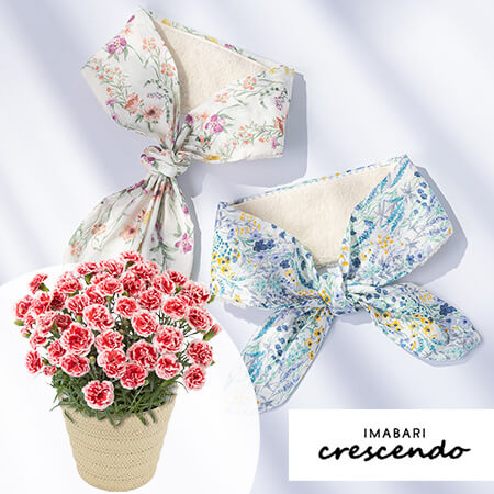 母の日　鉢植えセット「今治タオルマフラー」