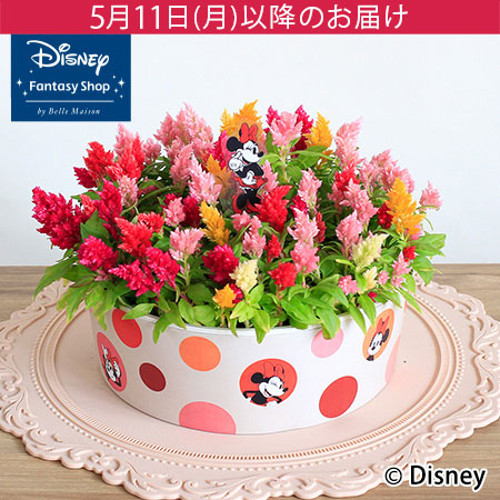 母の日　ディズニー/鉢植え「キャンドルケーキ/ミニーマウス」