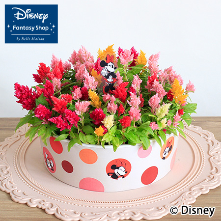 母の日　ディズニー/鉢植え「キャンドルケーキ/ミニーマウス」