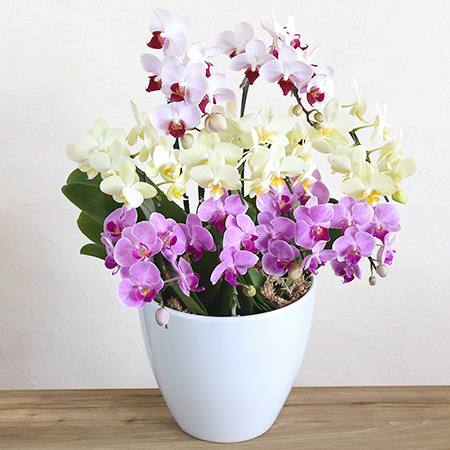 母の日　鉢植え「プレミアム胡蝶蘭　10本立ち」