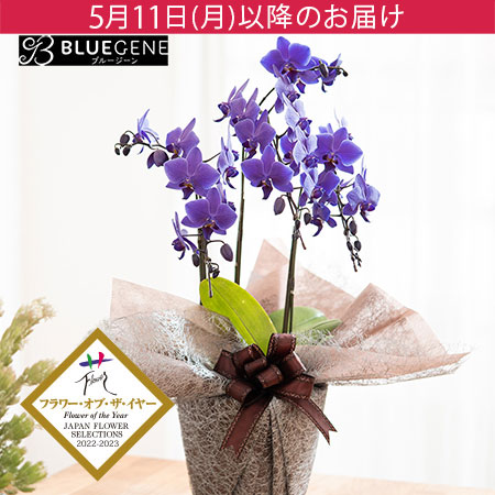 母の日　鉢植え「プレミアム胡蝶蘭　BLUEGENE（R）3本立ち」