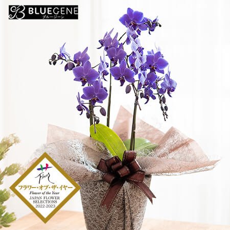 母の日　鉢植え「プレミアム胡蝶蘭　BLUEGENE（R）3本立ち」