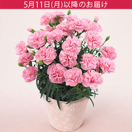 母の日　鉢植え「天使のカーネーション　アプリシア」