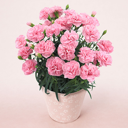 母の日　鉢植え「天使のカーネーション　アプリシア」