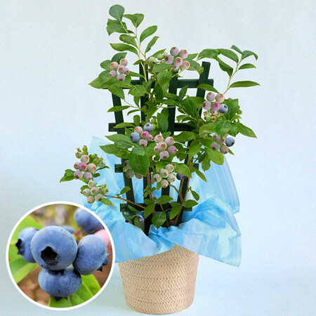 ���̓��@���A���u�������ʎ����@�u���[�x���[�v