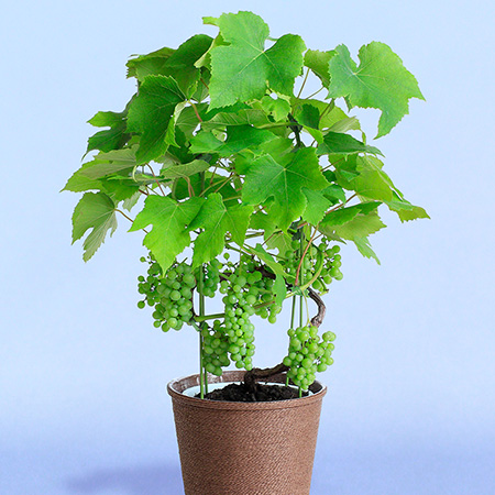 ���̓��@���A���u�������ʎ����@�f���E�F�A�v