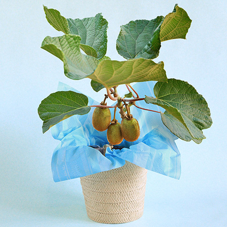 ���̓��@���A���u�������ʎ����@�S�[���f���L�E�C�v