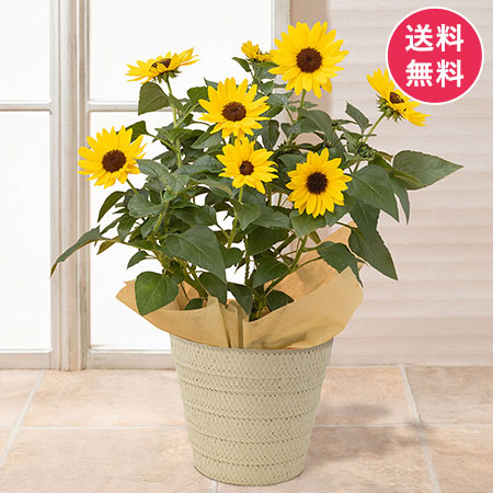 ���̓� ���A���u1000�֍炫�q�}���� �\���V�[�J�[�v