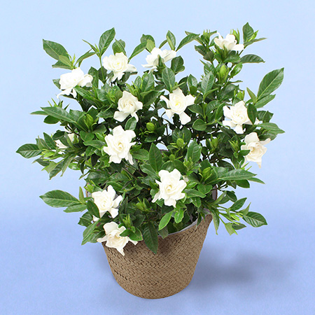 父の日　鉢植え「癒しの天然アロマ　ガーデニア（クチナシ）」