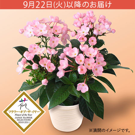 敬老の日 鉢植え「天然アロマの贈り物 におい桜 ココ」