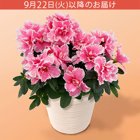 敬老の日 鉢植え「八重咲きアザレア」