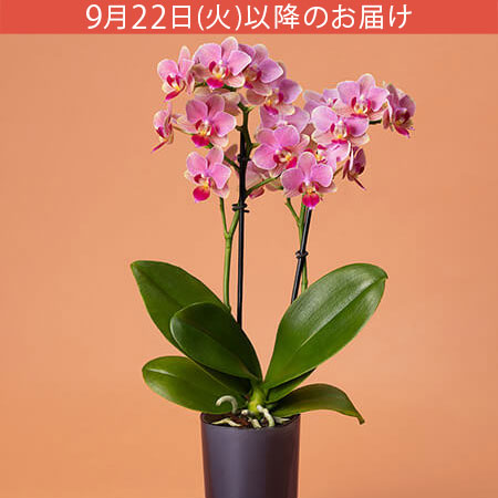 敬老の日 鉢植え「お手入れラクチン胡蝶蘭」