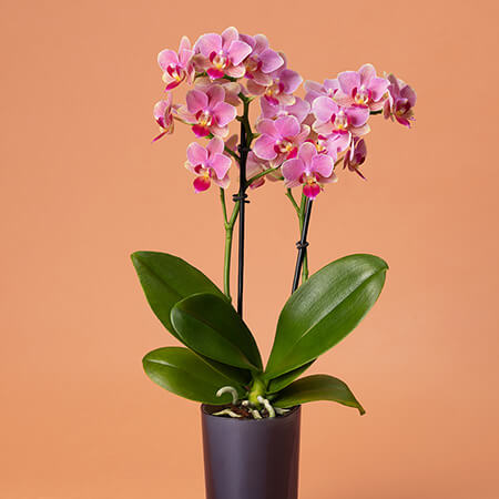 敬老の日 鉢植え「お手入れラクチン胡蝶蘭」
