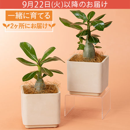 観葉植物「一緒に育てるアデニウム」
