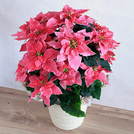 �y�N���X�}�X�z�v�����Z�`�A ���[�U 5�� �Y�n����