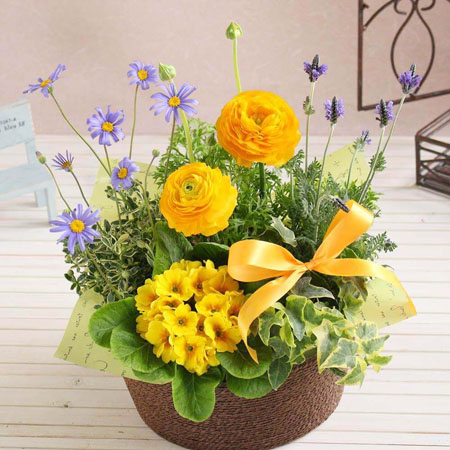 人気の鉢植え 寄せ植えのプレゼント イイハナ ドットコム