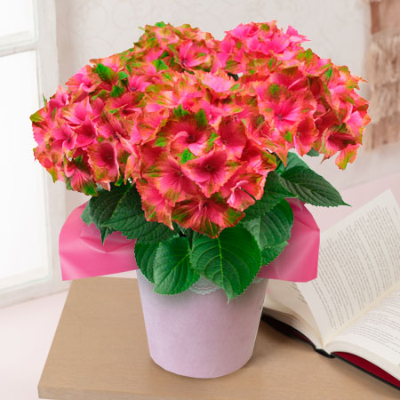 人気の鉢植え 寄せ植えのプレゼント イイハナ ドットコム