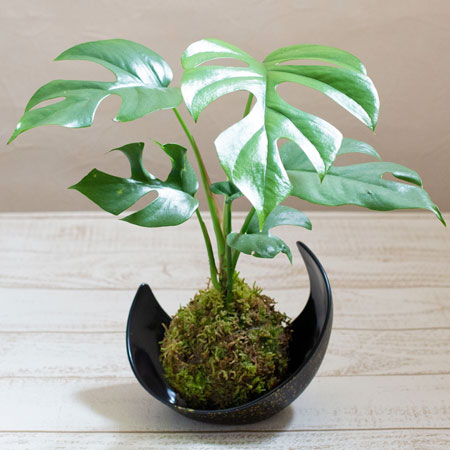 観葉植物 結婚祝い フラワーギフト イイハナ