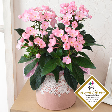 鉢植えのプレゼント お歳暮 ウィンターギフト イイハナ 並び順 価格 安い順