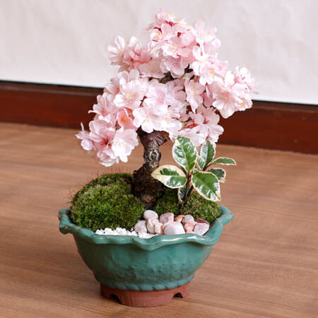 盆栽 鉢植え 春の花特集 イイハナ