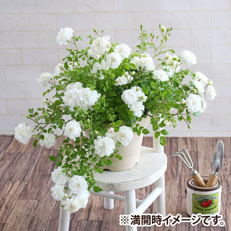 鉢植え 寄せ植え 結婚祝い フラワーギフト イイハナ