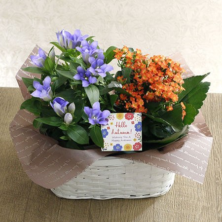 寄せ鉢「八重咲きりんどう&カランコエ」