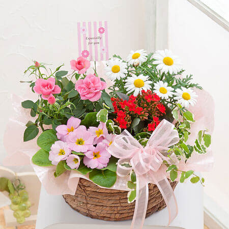 イイハナ】寄せ鉢「スプリング・ハーモニー」│春の花特集