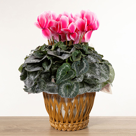 鉢植え「シクラメン あげは サーモンピンク」｜お歳暮特集｜フラワー