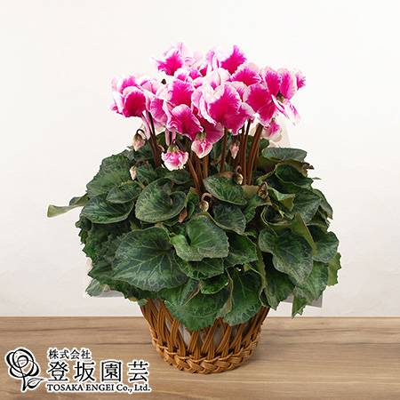 タジトウ【ギフト用】シクラメン『レジーナ・サーモンピンク』2鉢