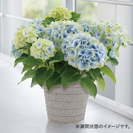 紫陽花　6セット 楽天市場】紫陽花 6号の通販