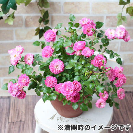 京成バラ園の鉢植え とっておきのバラ特集 イイハナ