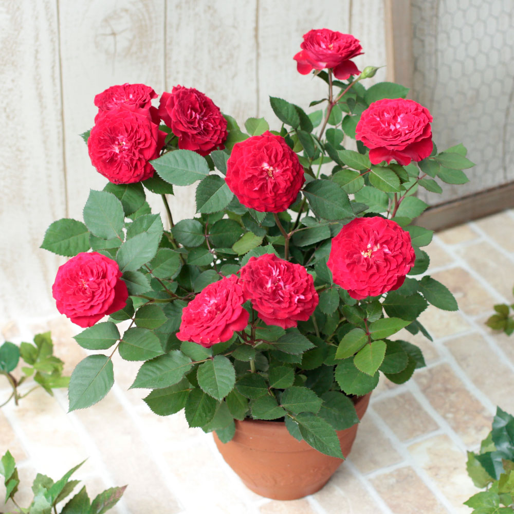 京成バラ園の鉢植え とっておきのバラ特集 イイハナ