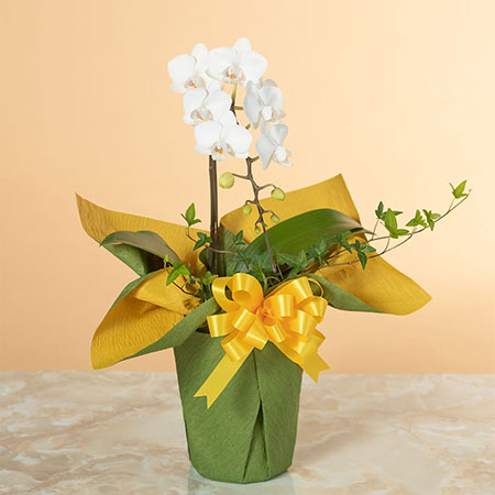 蘭 ラン の花のプレゼント お花の種類で選ぶ イイハナ 並び順 価格 安い順