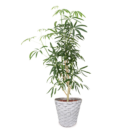 観葉植物・インテリアグリーン｜ガーデニング｜イイハナ