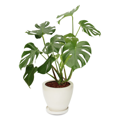 観葉植物 結婚祝い フラワーギフト イイハナ