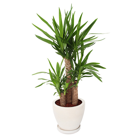 観葉植物「モンステラ8号 陶器鉢」｜フラワーギフト通販なら