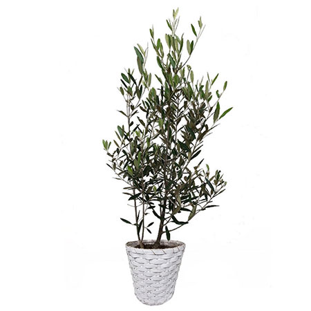 観葉植物 ドラセナ コンシンナ コンシンネ ２種植え ８号鉢 観葉植物 ドラセナ コンシンネ 8号 曲り（龍） テラニアス ロー
