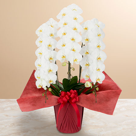 胡蝶蘭　還暦祝い　ファレノプシス　誕生日　開店祝い　結婚記念日　成人式 胡蝶蘭 還暦祝い ファレノプシス 誕生日 開店祝い 結婚記念日 成人式