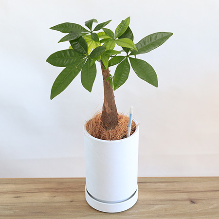観葉植物（小鉢） | ギフト・プレゼント向けインテリアグリーン