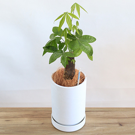 観葉植物（中鉢） | ギフト・プレゼント向けインテリアグリーン