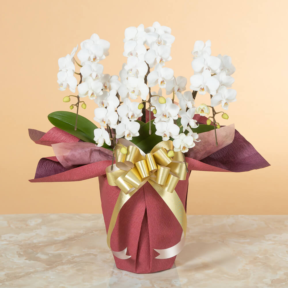 ミディー胡蝶蘭「5本立ち（白）」｜法人向けビジネスフラワーギフト
