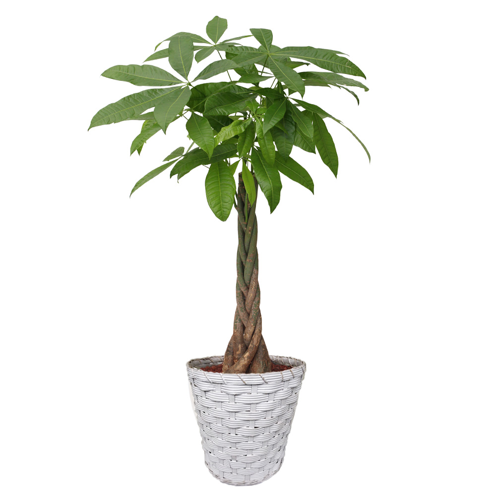 観葉植物「パキラ8号 バスケット」｜法人向けビジネスフラワーギフト